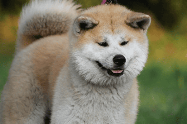 pes-akita-inu-panakei